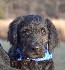 Labradoodle Dogs for adoption in Hockessin, DE, USA