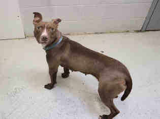 American Staffordshire Terrier-Unknown Mix Dogs for adoption in Bowling Green, OH, USA