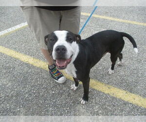 American Pit Bull Terrier Dogs for adoption in Ocala, FL, USA
