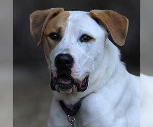 Mastador Dogs for adoption in Kanab, UT, USA