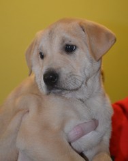 Medium Photo #1 Chinese Shar-Pei-Labrador Retriever Mix Puppy For Sale in Rockwall, TX, USA