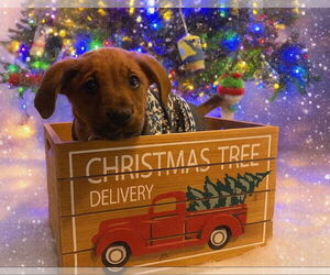 Medium Photo #1 Shepradors Puppy For Sale in Chester, VA, USA