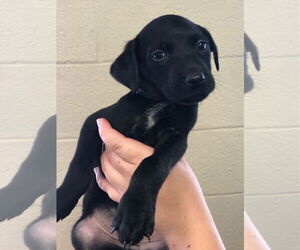Labrador Retriever-Unknown Mix Dogs for adoption in Amarillo, TX, USA