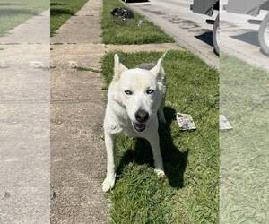 Siberian Husky-Unknown Mix Dogs for adoption in Rowlett, TX, USA