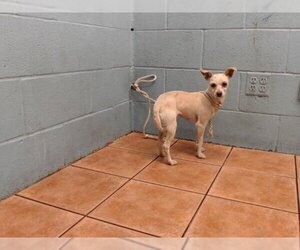 Chihuahua Dogs for adoption in Downey, CA, USA