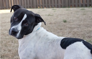 Bulldog Dogs for adoption in Huntsville, AL, USA