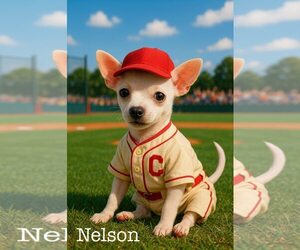 Chipin Dogs for adoption in The Woodlands, TX, USA