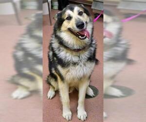 Alaskan Malamute Dogs for adoption in Ogden, UT, USA