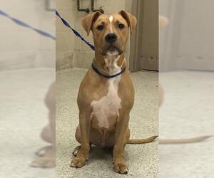 Black Mouth Cur-Boxer Mix Dogs for adoption in Conroe, TX, USA