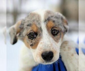 Collie-Unknown Mix Dogs for adoption in Thief River Falls, MN, USA