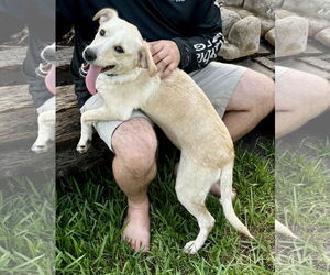Labrador Retriever-Unknown Mix Dogs for adoption in Royal Palm Beach, FL, USA