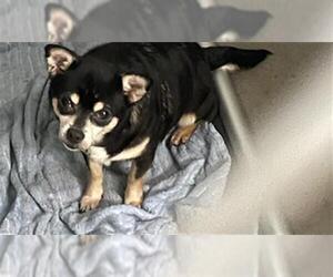 Chihuahua-Unknown Mix Dogs for adoption in Tallahassee, FL, USA