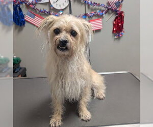 Mutt Dogs for adoption in Las Vegas, NV, USA