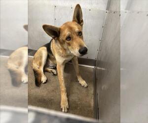 German Shepherd Dog-Unknown Mix Dogs for adoption in San Bernardino, CA, USA