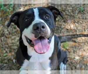 American Bulldog Dogs for adoption in Tallahassee, FL, USA