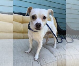 Chihuahua-Unknown Mix Dogs for adoption in San Diego , CA, USA