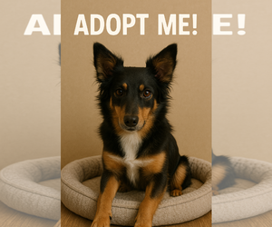 Mutt Dogs for adoption in Gulfport, MI, USA