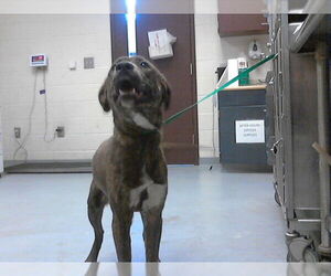 Labrador Retriever-Unknown Mix Dogs for adoption in Fayetteville, NC, USA