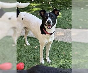 Border Collie-Rat Terrier Mix Dogs for adoption in Dana Point, CA, USA