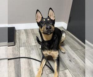 German Shepherd Dog-Unknown Mix Dogs for adoption in Redlands, CA, USA