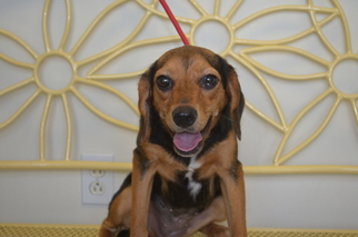 Beagle-Unknown Mix Dogs for adoption in Harpswell, ME, USA