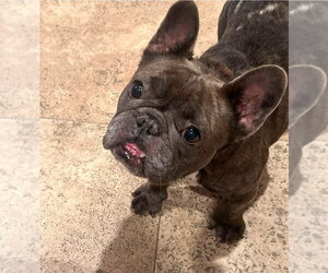 French Bulldog Dogs for adoption in Lakewood, CO, USA