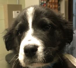 Border Collie Dogs for adoption in Calverton, NY, USA