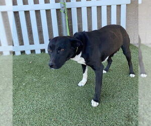 American Pit Bull Terrier-Unknown Mix Dogs for adoption in Modesto, CA, USA