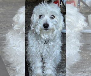 Maltese Dogs for adoption in hinckley, IL, USA