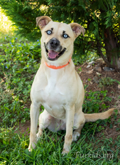 Labrador Retriever-Unknown Mix Dogs for adoption in Alpharetta, GA, USA