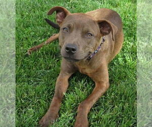 Boxer-Feist Terrier Mix Dogs for adoption in Grovertown, IN, USA