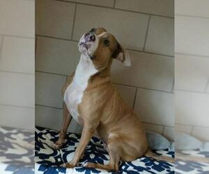 American Bulldog Dogs for adoption in Fort Pierce, FL, USA