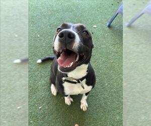 American Pit Bull Terrier Dogs for adoption in Woodland, CA, USA