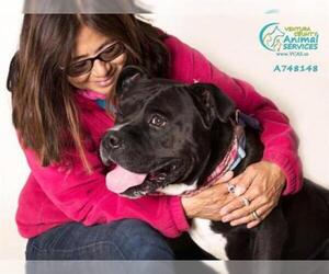 Staffordshire Bull Terrier Dogs for adoption in Camarillo, CA, USA