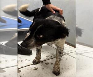 Australian Shepherd-Unknown Mix Dogs for adoption in Conroe, TX, USA