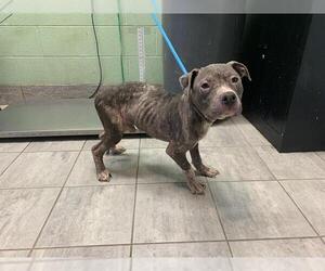 Bulldog-Unknown Mix Dogs for adoption in Grand Prairie, TX, USA