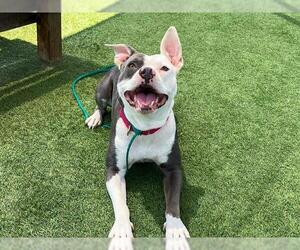 American Pit Bull Terrier Dogs for adoption in Orange, CA, USA
