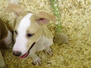 Small Whippet Mix