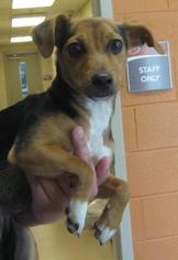 Meagle Dogs for adoption in Johnson City, TN, USA