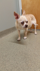Chihuahua Dogs for adoption in Seven Valleys, PA, USA