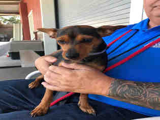 Chipin Dogs for adoption in Upland, CA, USA