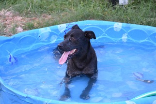 Catahoula Leopard Dog-Labrador Retriever Mix Dogs for adoption in Jarrell, TX, USA