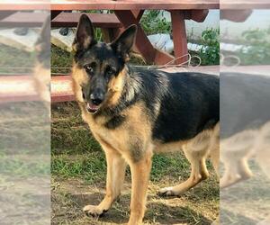 German Shepherd Dog Dogs for adoption in Troy, IL, USA