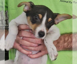 Jack Russell Terrier-Unknown Mix Dogs for adoption in Royal Palm Beach, FL, USA
