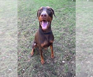 Doberman Pinscher Dogs for adoption in Brewster, MA, USA