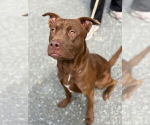 Mutt Dogs for adoption in Low Moor, VA, USA