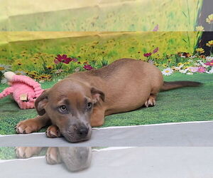 American Pit Bull Terrier-Dachshund Mix Dogs for adoption in Wetumpka, AL, USA