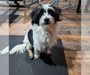 Maltipoo Dogs for adoption in Redmond, WA, USA