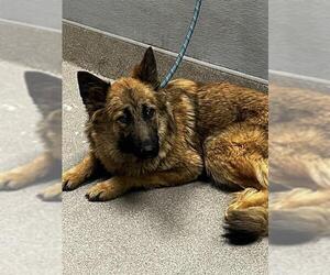 German Shepherd Dog-Unknown Mix Dogs for adoption in Las Vegas, NV, USA