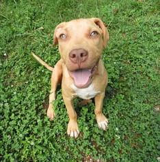 American Pit Bull Terrier Dogs for adoption in Forest, VA, USA